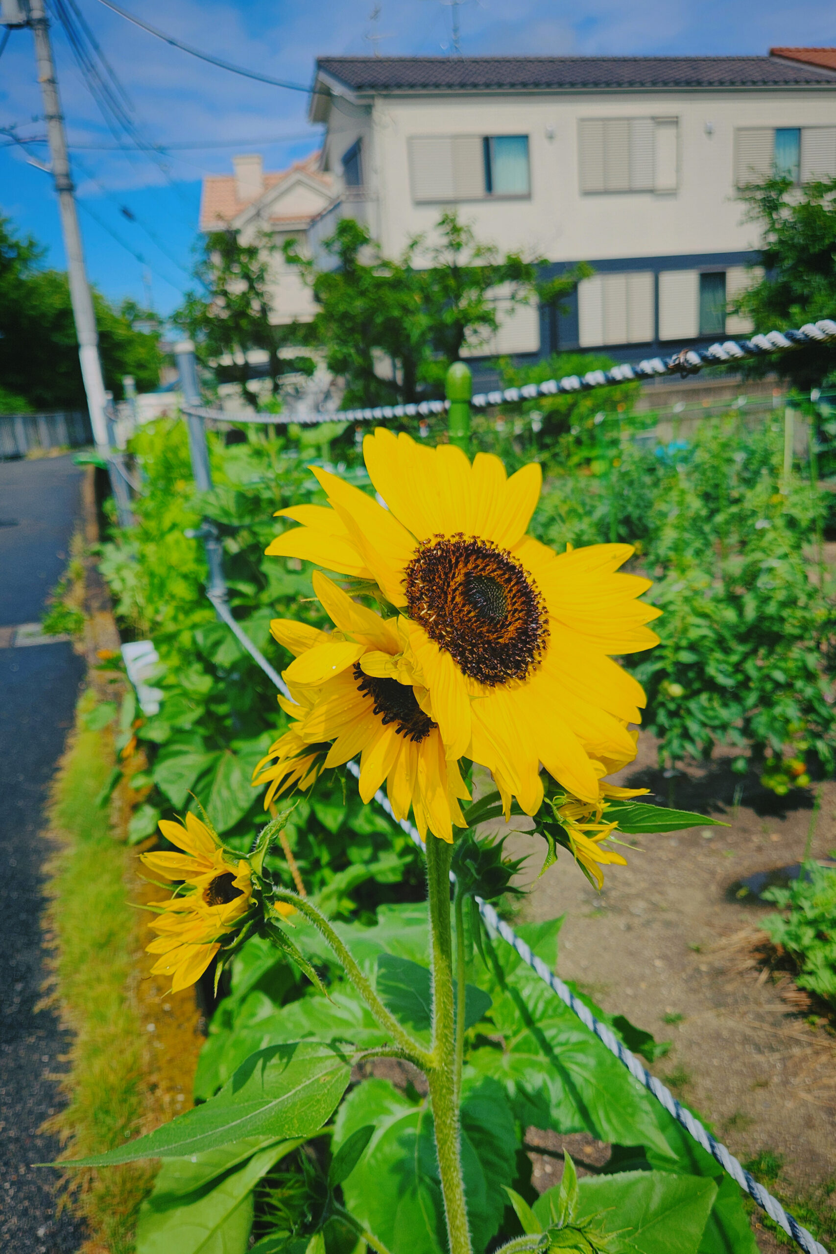 Lessons from a Sunflower