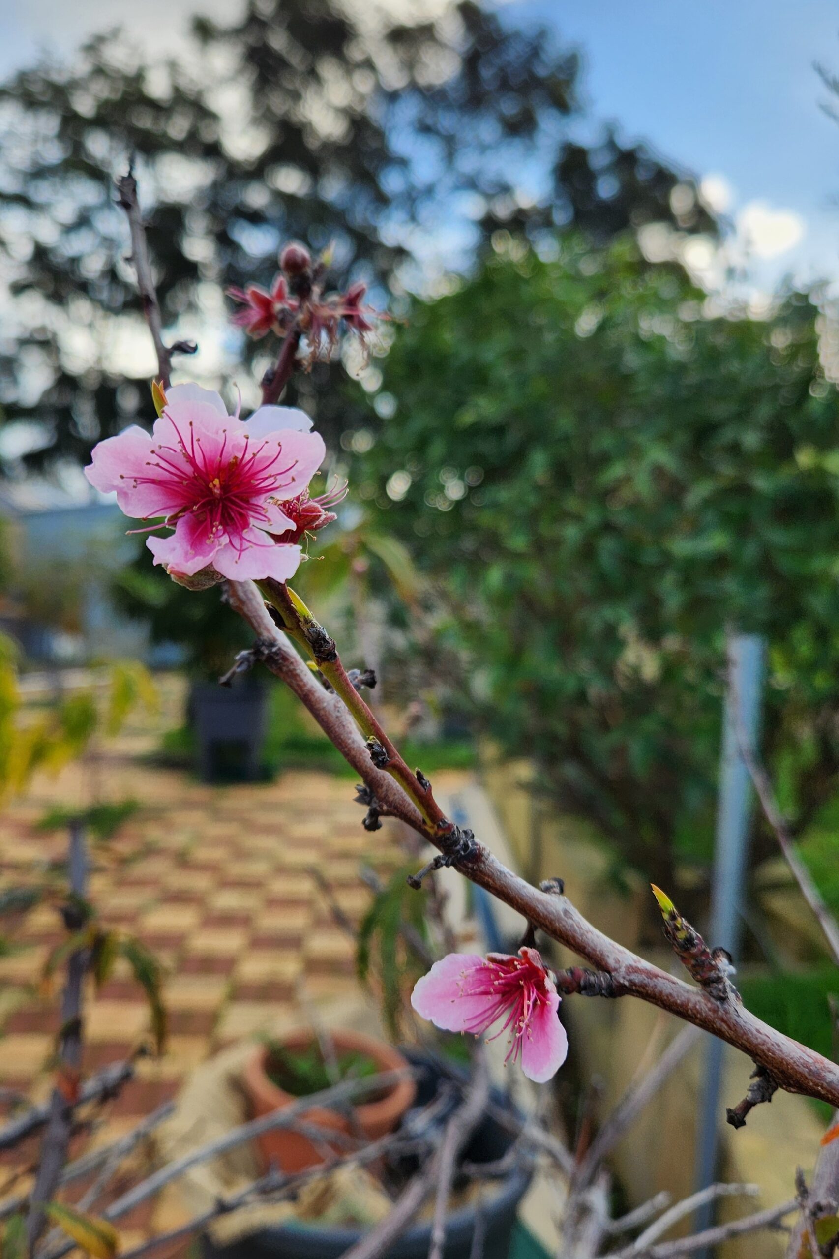 Blooming in the Winter