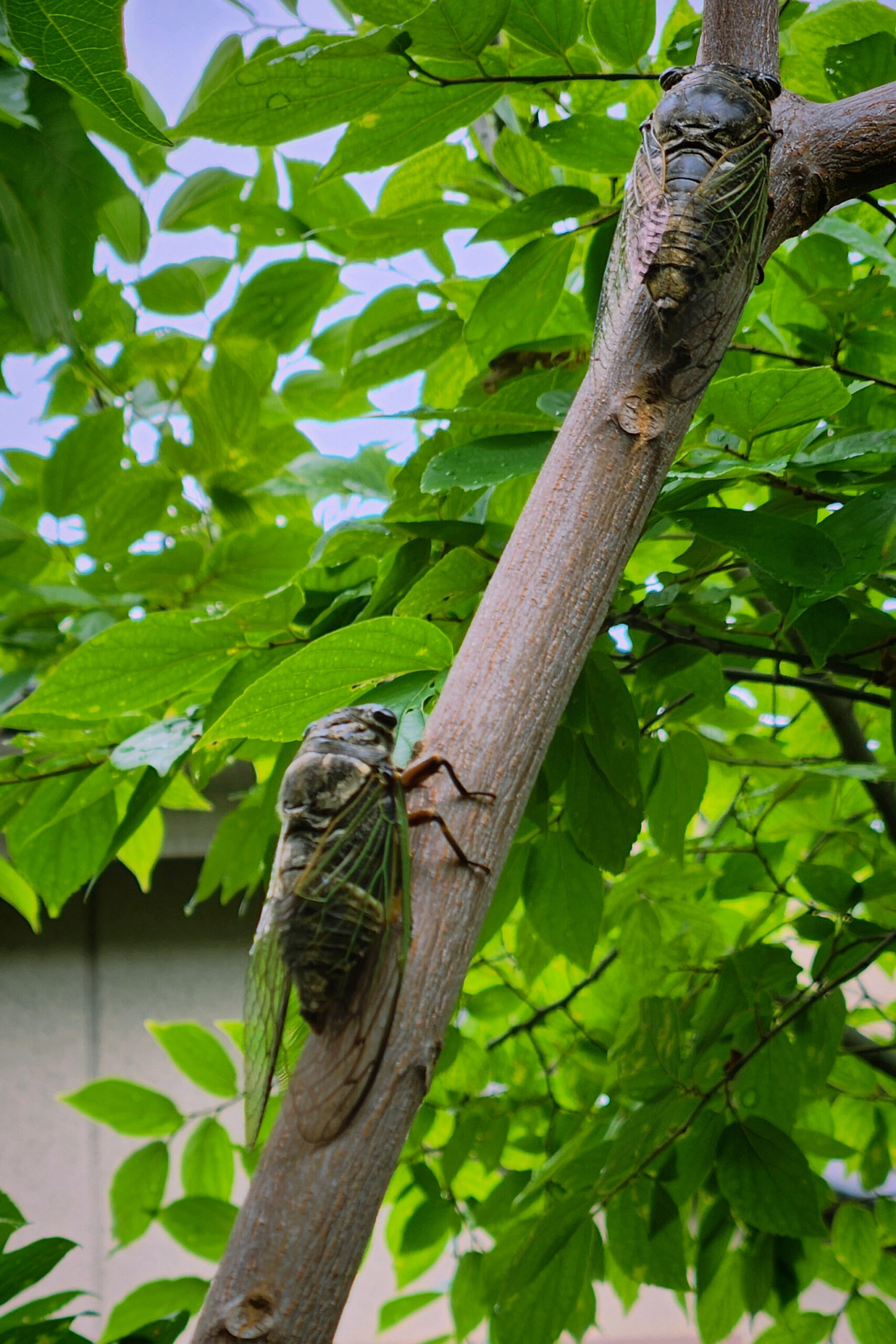 The Message of the Cicada